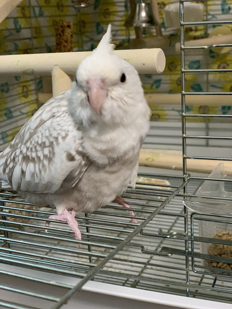 inkosagashit's tweet photo. オカメインコのおもちが
私の不注意で逃げてしまいました。
見つけてくれた方
連絡をお願いいたします。

#寄居町
#正気橋
#オカメインコホワイトフェイス
#迷子鳥 https://t.co/AeyWQYwn0w