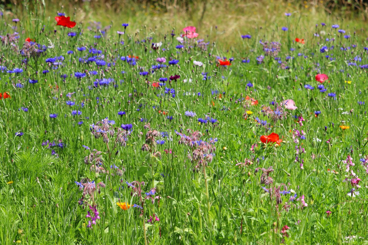 WGClimateChange's tweet photo. We're celebrating magnificent meadows on #NationalMeadowsDay!
Thanks to everyone in Wales who is letting grass and wildflowers grow to support nature.
π»ππΈ #WalesNatureWeek #ItsForThem #BeeFriendlyWales #LocalPlacesForNature https://t.co/xxzRbUxaZq