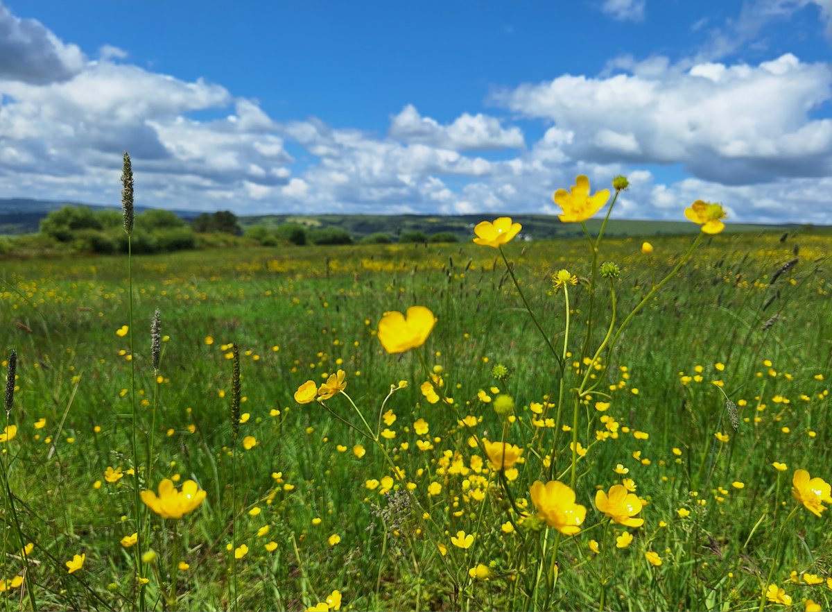 WGClimateChange's tweet photo. We're celebrating magnificent meadows on #NationalMeadowsDay!
Thanks to everyone in Wales who is letting grass and wildflowers grow to support nature.
π»ππΈ #WalesNatureWeek #ItsForThem #BeeFriendlyWales #LocalPlacesForNature https://t.co/xxzRbUxaZq