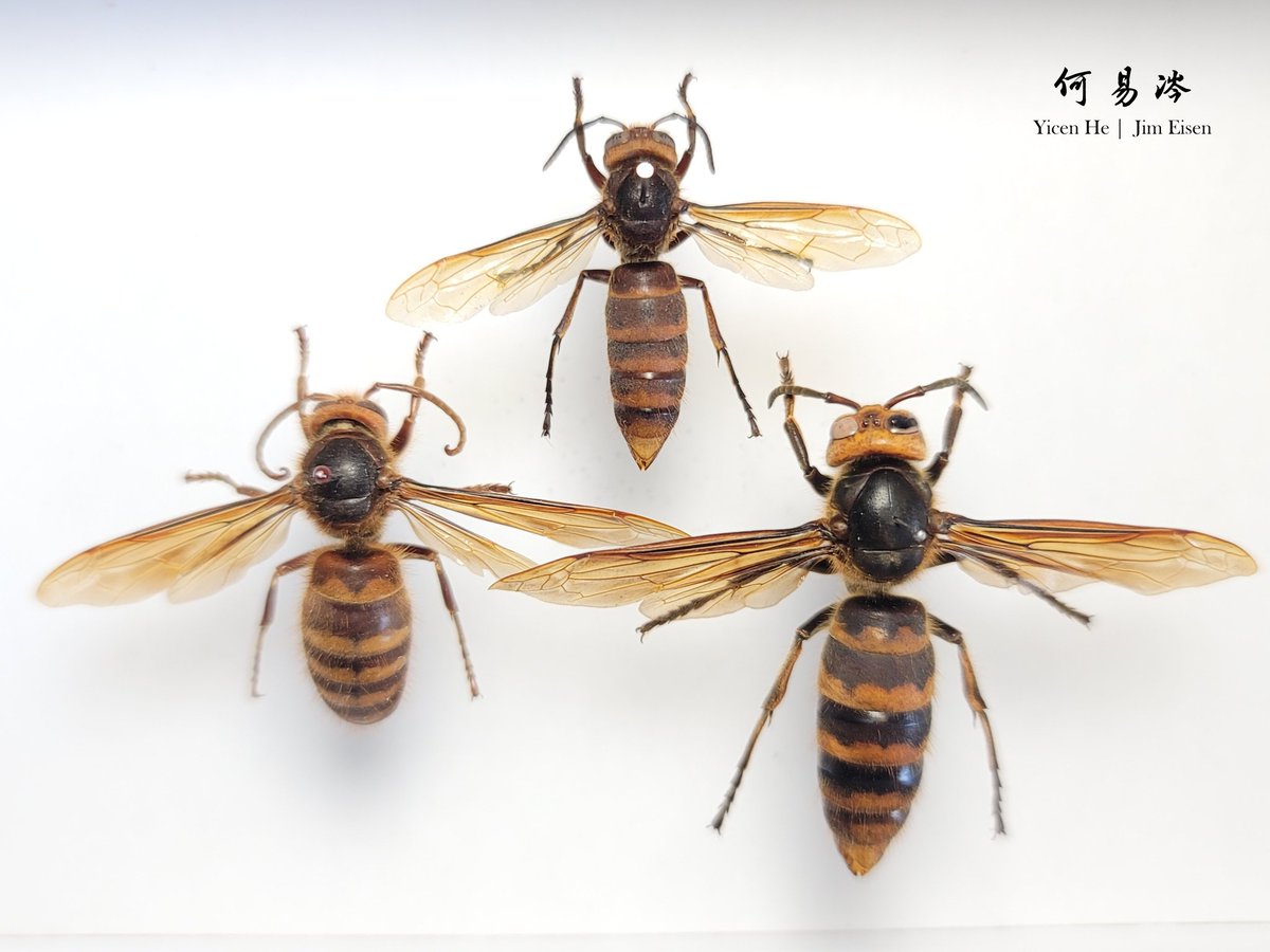 蜂さん1 様 蜂さん1 様 蜂さん3 様 蜂さん3 様