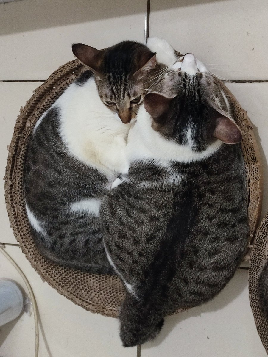 Tdny maa nuna 😴 sndri k🥶,, untunk bub dtg jd maa nuna bs 🤗 bub,, hngat🤗💕