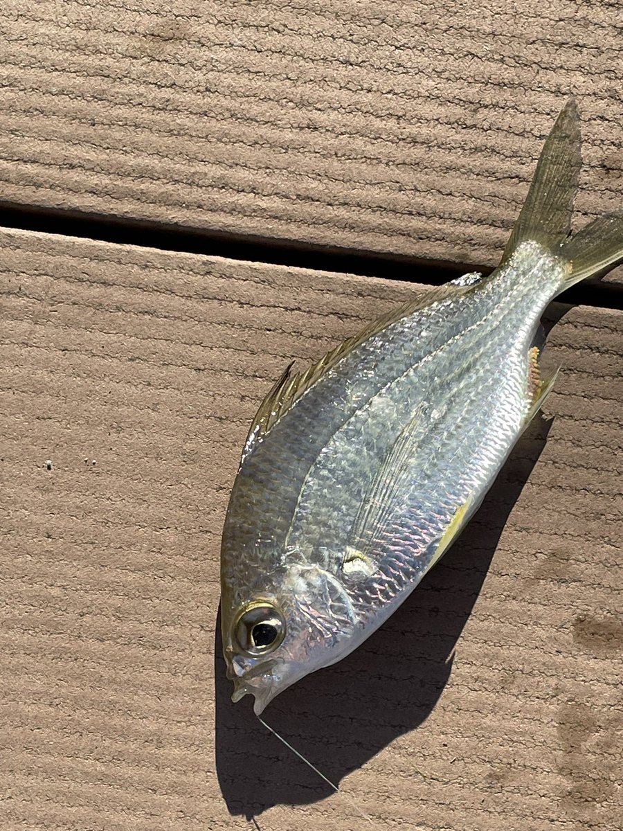 kwin1114's tweet photo. このお魚の名前教えてください！ https://t.co/62QQO9dwTo