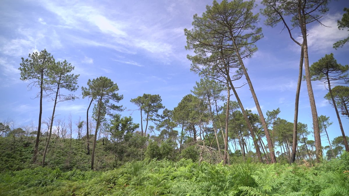 "Tout repart" : ravagée par les terribles incendies de l'été 2022, la fôret usagère de La Teste-de-Buch a rouvert
#incendie #Gironde #environment #forêt 
france3-regions.francetvinfo.fr/nouvelle-aquit…