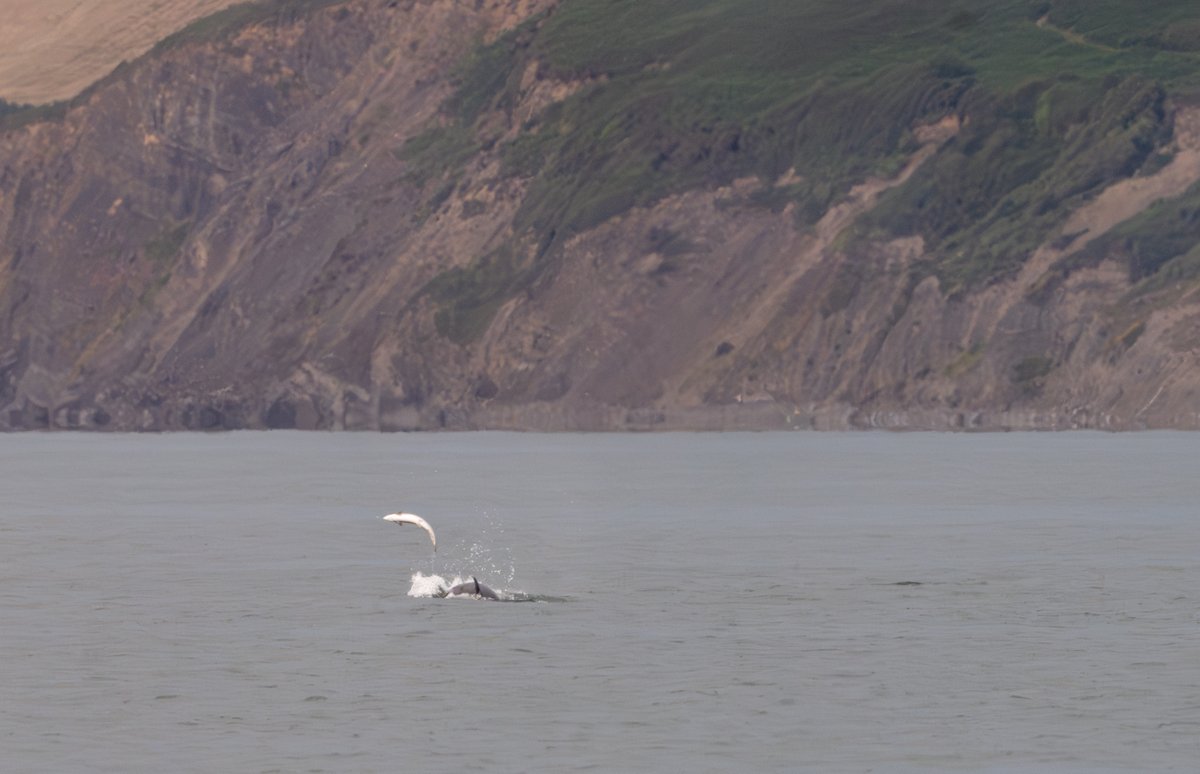 david_gange's tweet image. It&apos;s one of those weekends when there&apos;s salmon around, &amp;amp; the dolphins have gathered for the chase...