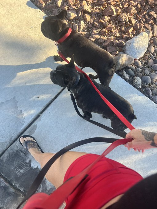 Made them GET UP &amp; MOVE before LV turns into hell this afternoon. ☀️ https://t.co/5RMX6ag0Wu<a href="/tag/walkitout"class="tags"><span>#walkitout</span></a><a href="/tag/thegoodboysclub"class="tags"><span>#thegoodboysclub</span></a>