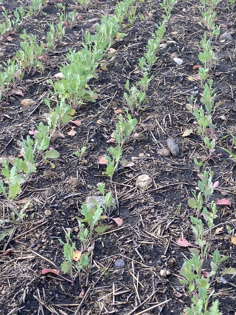 Hyra🌱🇨🇦 tweet media