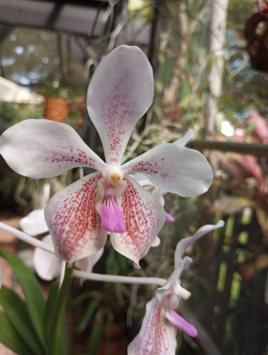 MistyKitty3's tweet photo. #Orchids
#Zone11 
Some bloomers today. https://t.co/SVm7lsORo3