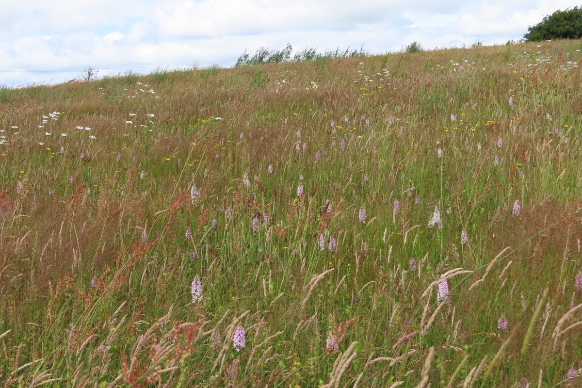 #HappyNationalMeadowsDay from my ex silage field.  Native wildflowers,native meadow grasses &amp; sedges. A feast for the senses. A refuge for wildlife. Never going back to silage!