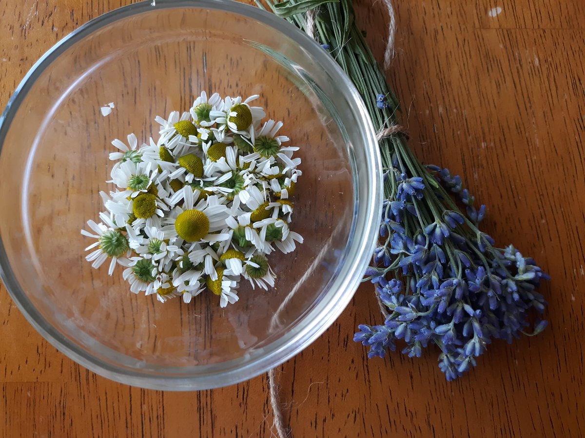 Sumwize's tweet image. Took a little break from harvesting lavender &amp;amp; chamomile to hang out in the yard with my cat yesterday.

He was fine btw, enjoying his chin scratches in this photo.