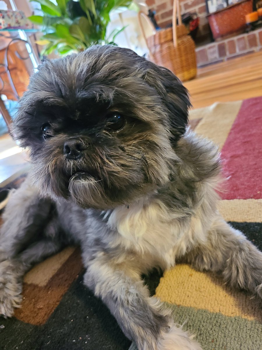 Had to lose this good boy today ill miss you bud