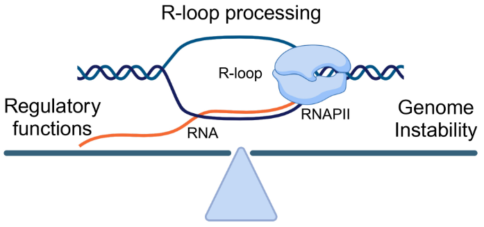 FEBS Letters (@febs_letters) on Twitter photo Looping forward! In a new Review, Kalliopi Stratigi et al. discuss how R-loops affect processes on the DNA template <a href="/athsmt/">Athanasios Siametis</a> <a href="/George_Garinis/">George Garinis</a> @Cstratigi #Rloops #Genomestability #Transcription
doi.org/10.1002/1873-3… Looping forward! In a new Review, Kalliopi Stratigi et al. discuss how R-loops affect processes on the DNA template <a href="/athsmt/">Athanasios Siametis</a> <a href="/George_Garinis/">George Garinis</a> @Cstratigi #Rloops #Genomestability #Transcription
doi.org/10.1002/1873-3…