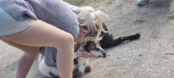 I wuv goats https://t.co/dmz4bz1y5a