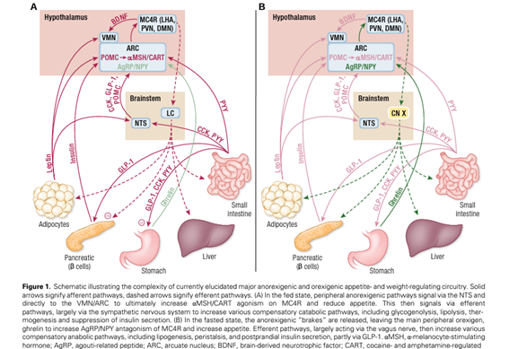 💢Appetite- and Weight-Regulating Neuroendocrine Circuitry in Hypothalamic Obesity

✍️Revisión sobre la fisiología neuroendocrina de la regulación del apetito y peso y la fisiopatología de #obesidad hipotalámica

academic.oup.com/edrv/article/4…
<a href="/ObesitySeen/">ObesitySEEN</a>