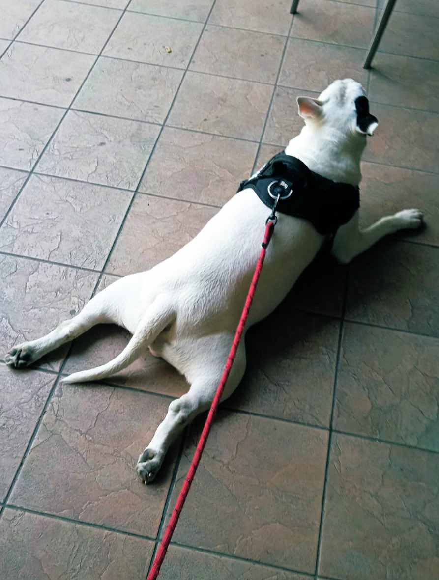 Solo chi ha un #Bullterriers può capire