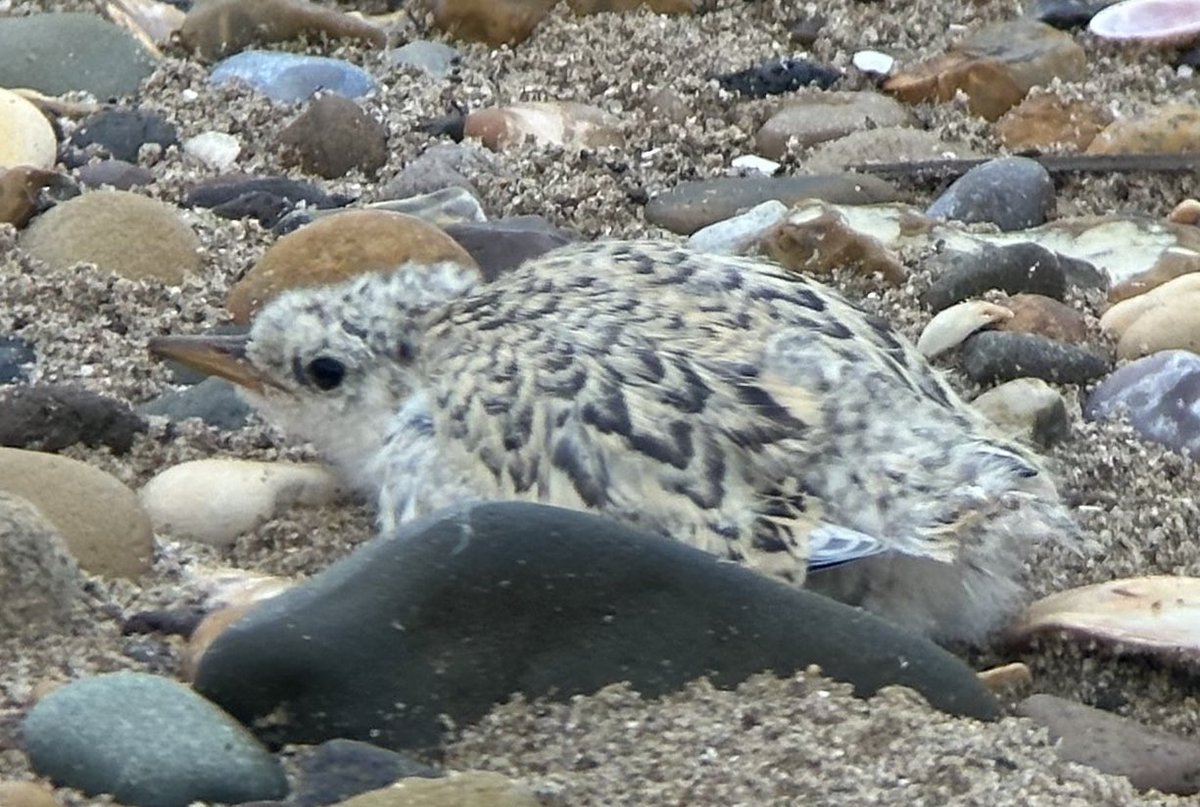 Today could be a landmark day, as our first little terns that hatched are due to be fledging. A short trip into the sanctuary this morning provided great views of two well grown chicks, exceptionally well camouflaged in their habitat. 🐤
