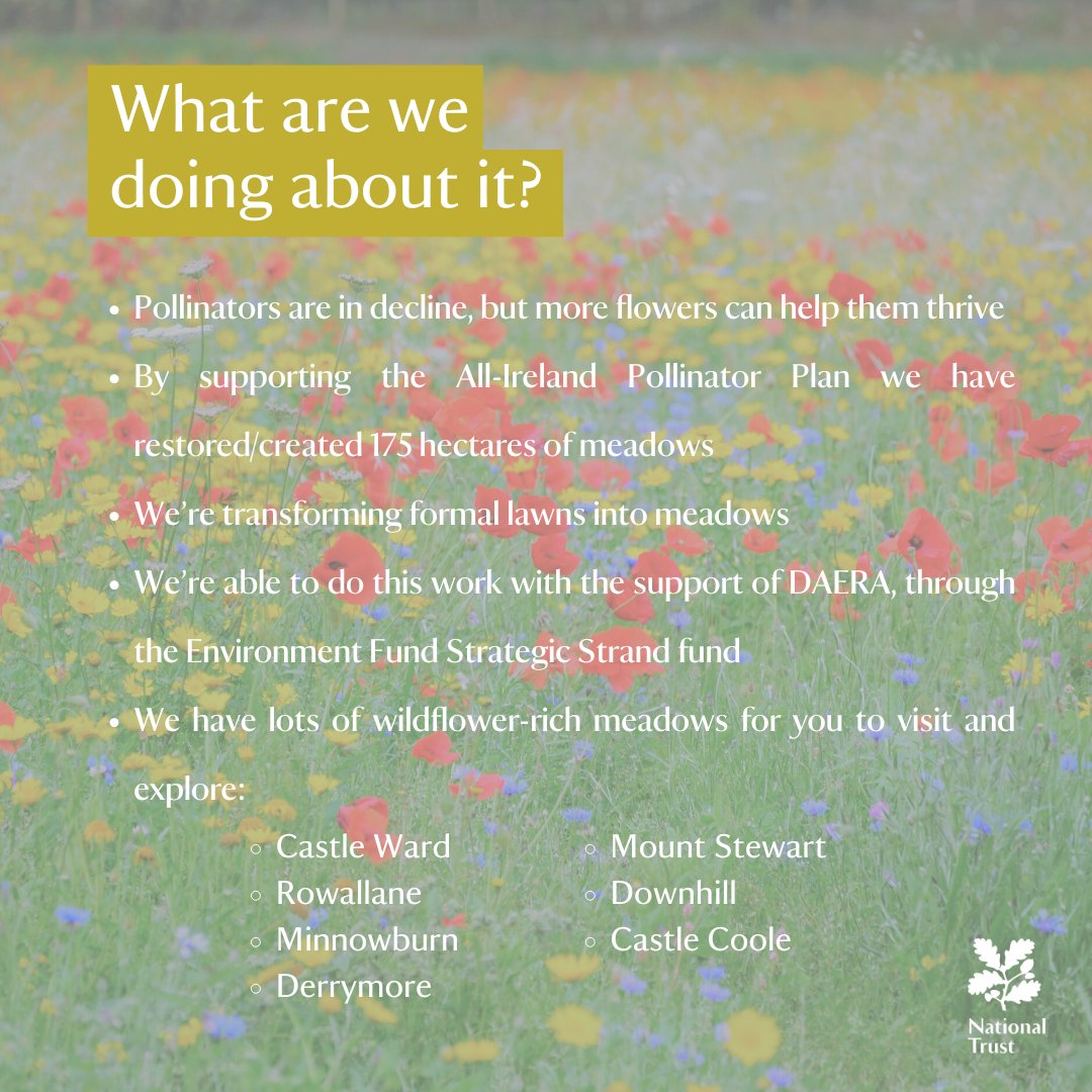 NationalTrustNI's tweet photo. Itโs #NationalMeadowDay! As avid supporters of @PollinatorPlan @PoMScheme, weโve restored & created 175 hectares of meadow. Thanks to @daera_ni Environment Fund Strategic Strand for making it possible! Swipe for more info. #Biodiversity #pollinatorplan @Love_plants https://t.co/1BMHhmk04y