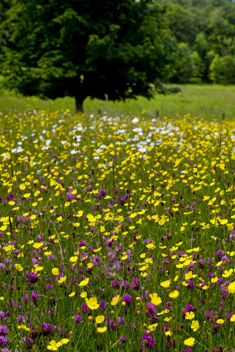 NationalTrustNI's tweet photo. Itโs #NationalMeadowDay! As avid supporters of @PollinatorPlan @PoMScheme, weโve restored & created 175 hectares of meadow. Thanks to @daera_ni Environment Fund Strategic Strand for making it possible! Swipe for more info. #Biodiversity #pollinatorplan @Love_plants https://t.co/1BMHhmk04y