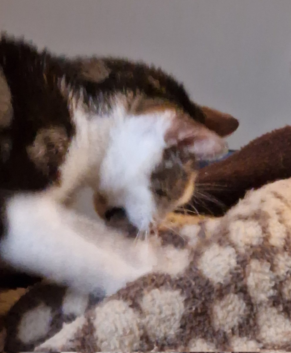 imkittypereira's tweet image. That is my foot she is chomping on. #Caturday #CatTwitter #catsfunny