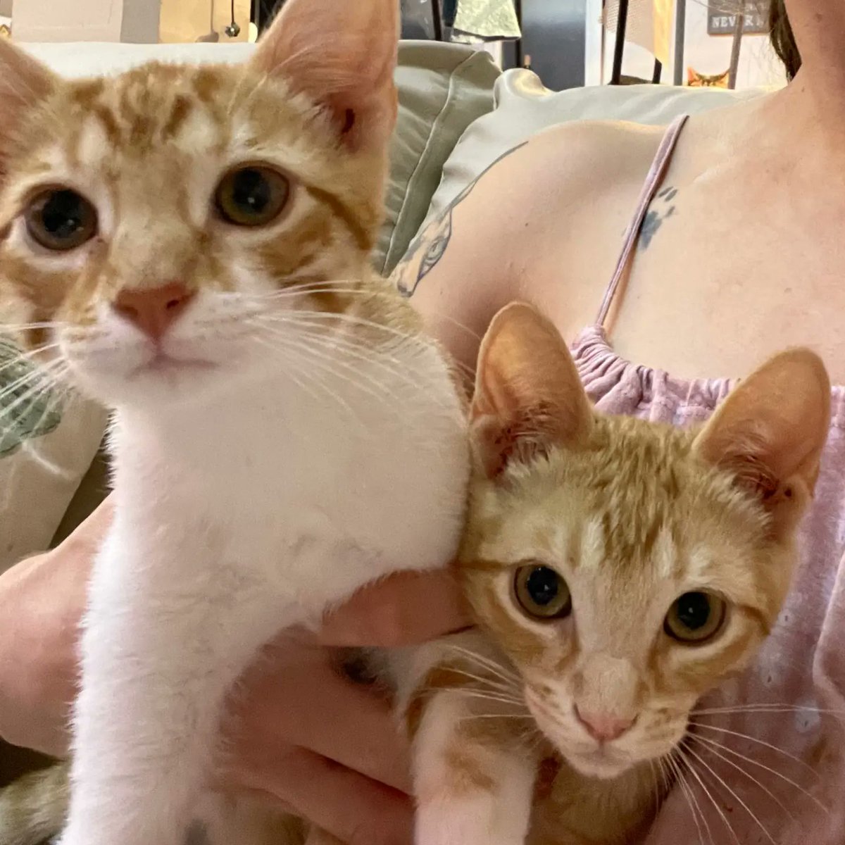 Oye human@ insistimos somos Timón y Pumba,  estamos sanotes y somos 2 bebotes para volverte loc@. Hemos oído quiero un bebito muy chiquito para que sea mimoso. Mira los videos y derritete. 
Si quieres saber más 650238702
Madrid