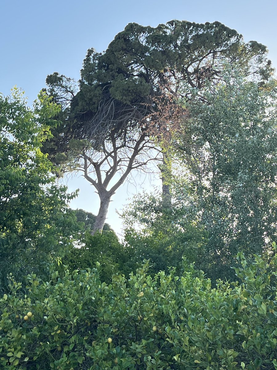 🍋🧵 Un Central Park en #Murcia🧵

Hacia 1840 los neoyorquinos tuvieron la genial idea💡de reservar una enorme extensión virgen para crear un gran parque.

En Murcia todavía no lo ha propuesto nadie así es que lo vamos a hacer nosotros.

Pasen, hay sitio para todos…
⬇️