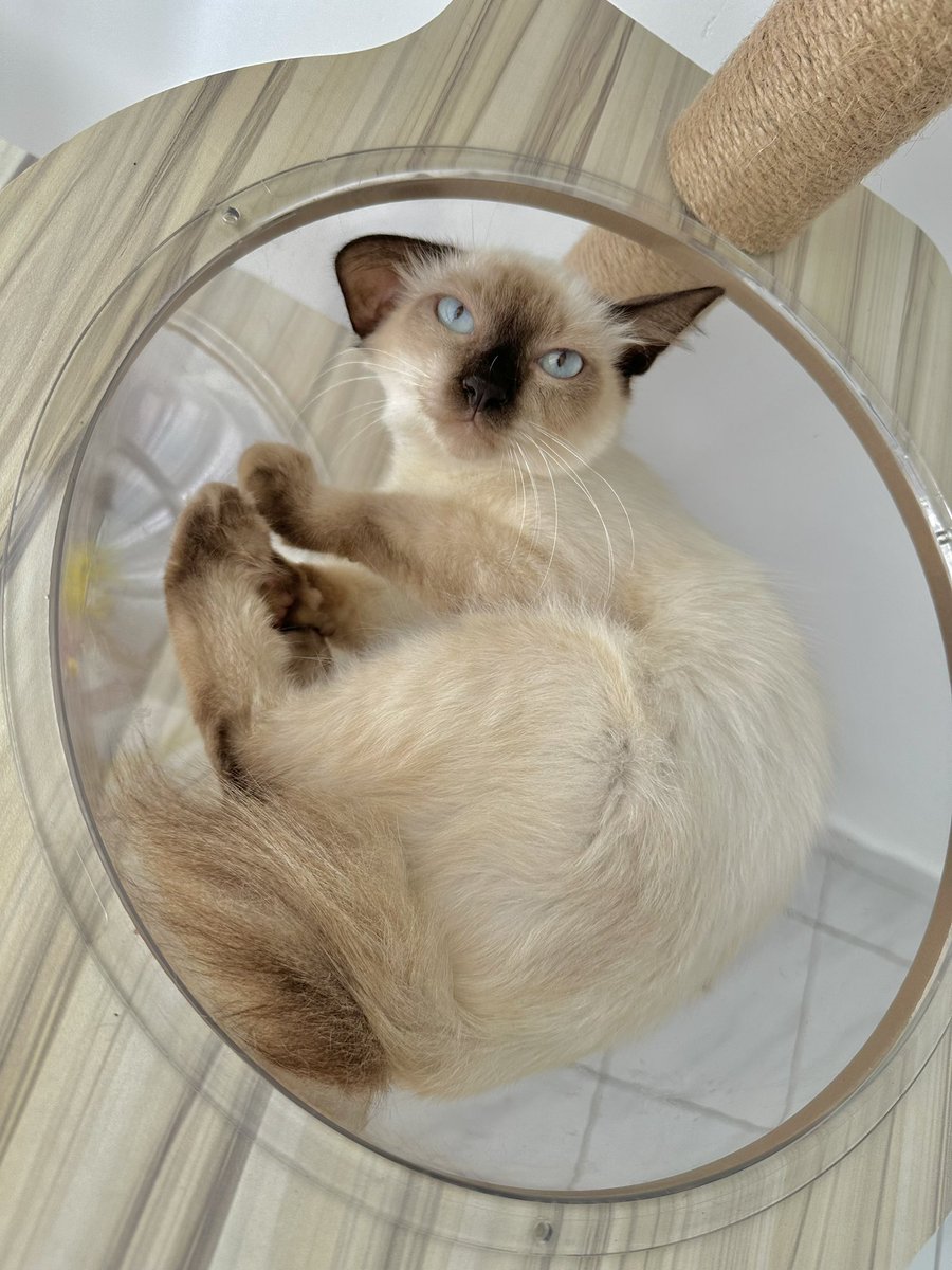 good meowning 🐈 tweet media