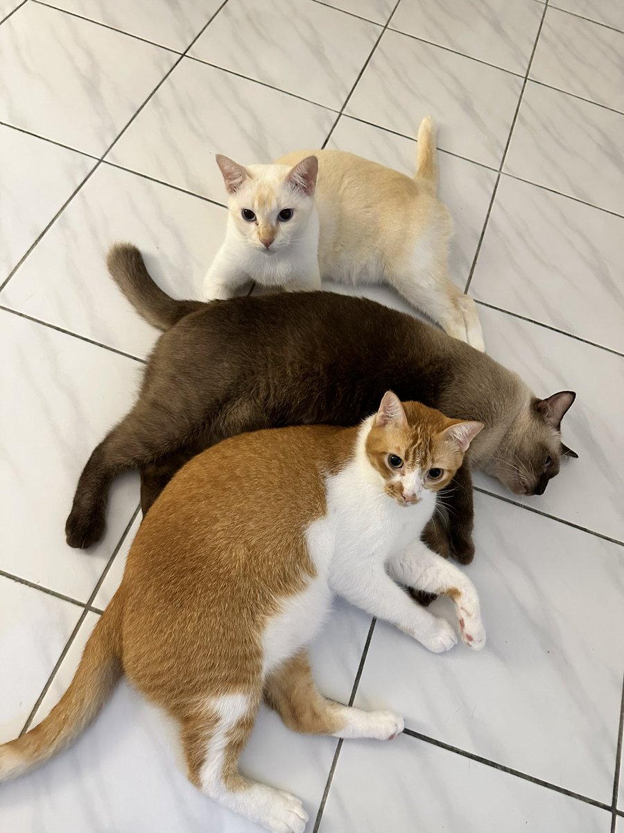 good meowning 🐈 tweet media