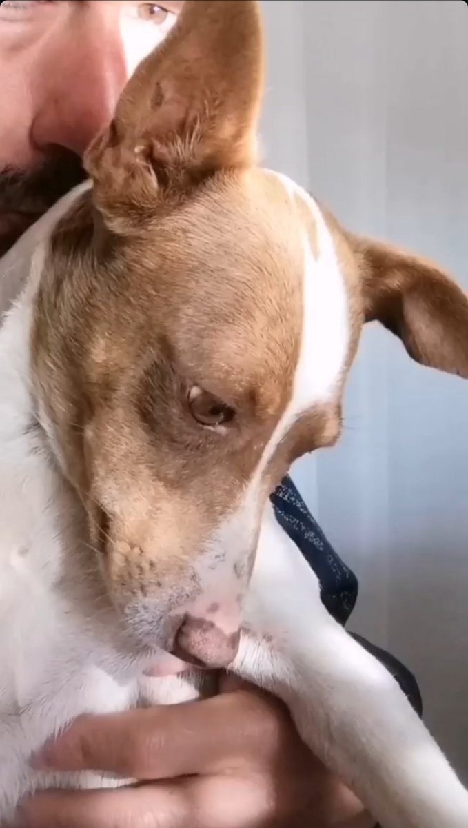 rubenjjs's tweet photo. RECOMPENSA ECONÓMICA a quien me de el paradero de este perro. Tiene chip, atiende por el  nombre de Pancho. Perdido en el Rincon, punta Umbría ( Huelva) . Se agradece RT ❤️ https://t.co/GH1CvswHUW