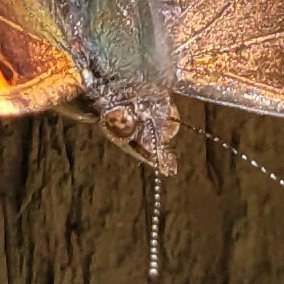 After years of research, I am pleased to present my first academic paper:

'Why butterflies are the most overrated creature on earth: a study in two photographs' (Breads, 2024)

#IWillDieOnThisHill