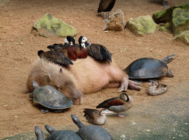 Capybaras are herbivores, therefore harmless to other animals around them. They're easy-going semi-aquatic mammals, social, friendly, and gentle, and get along with just about everyone, so it makes sense that other animals would enjoy their company

This is an example