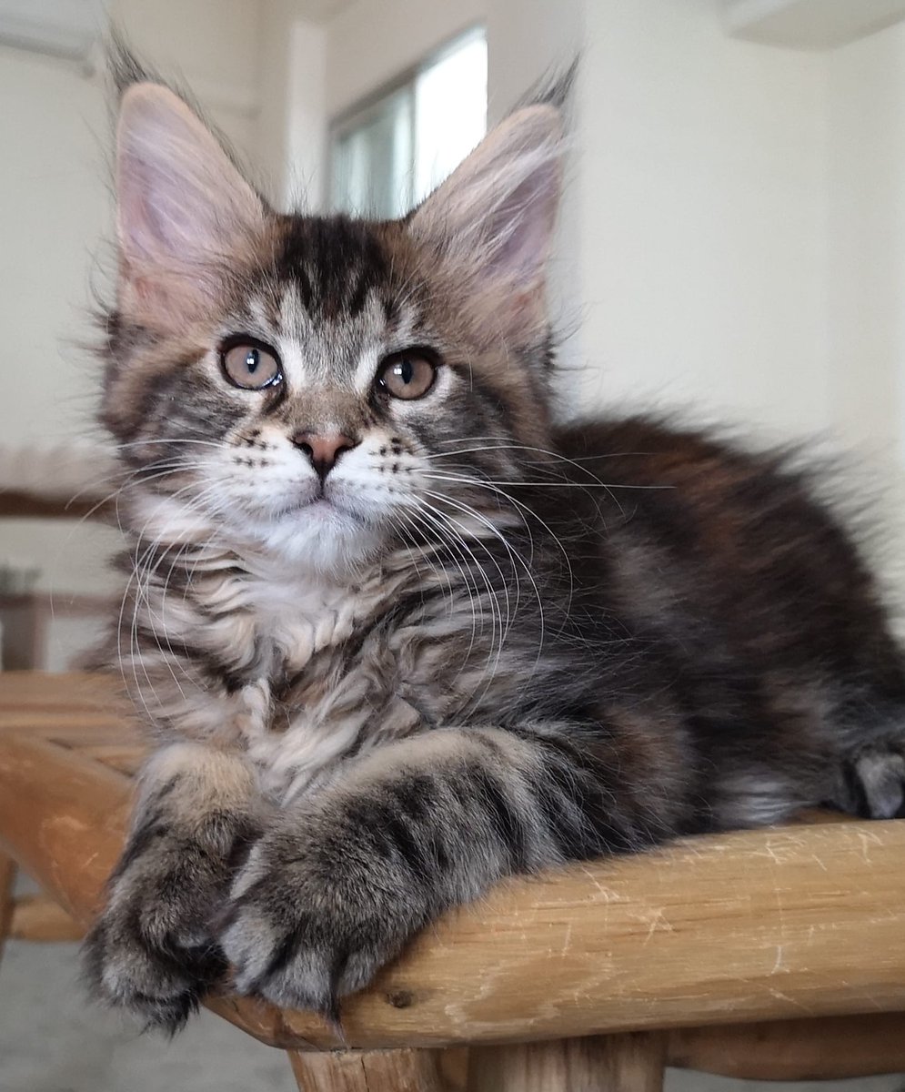 MKMAgency's tweet image. Hoy le damos la bienvenida a la oficina a una nueva integrante de la familia de MKM.

No tiene nombre aún. ¿Alguna recomendación?