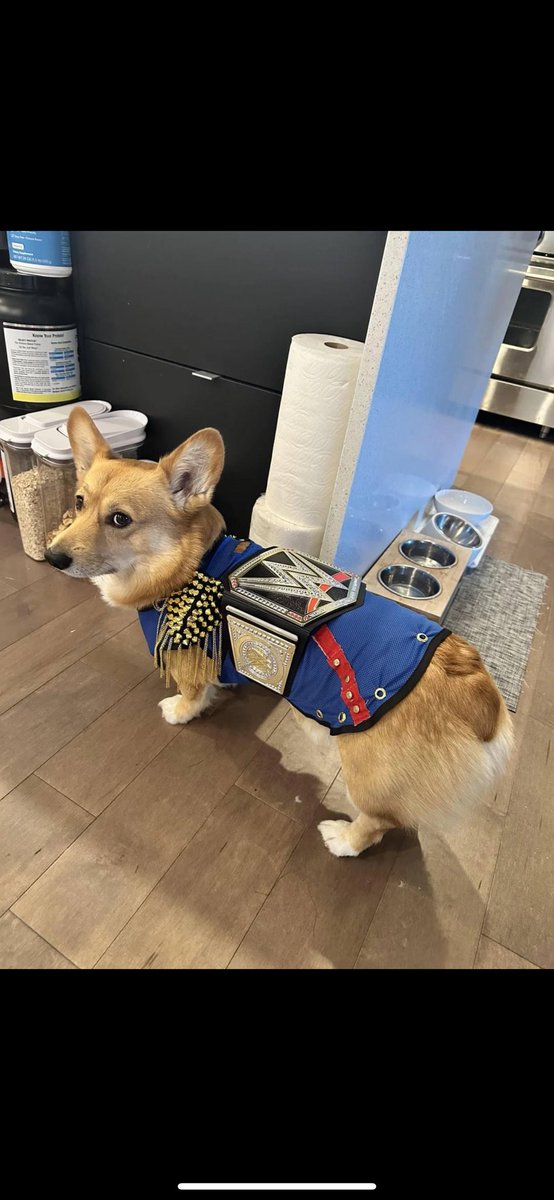 Adrenaline in my bowl 
Dog park icon corgi Rhodes! 
<a href="/CodyRhodes/">Cody Rhodes</a>