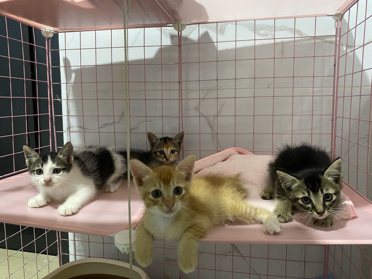 Kucing Terbuang tweet media
