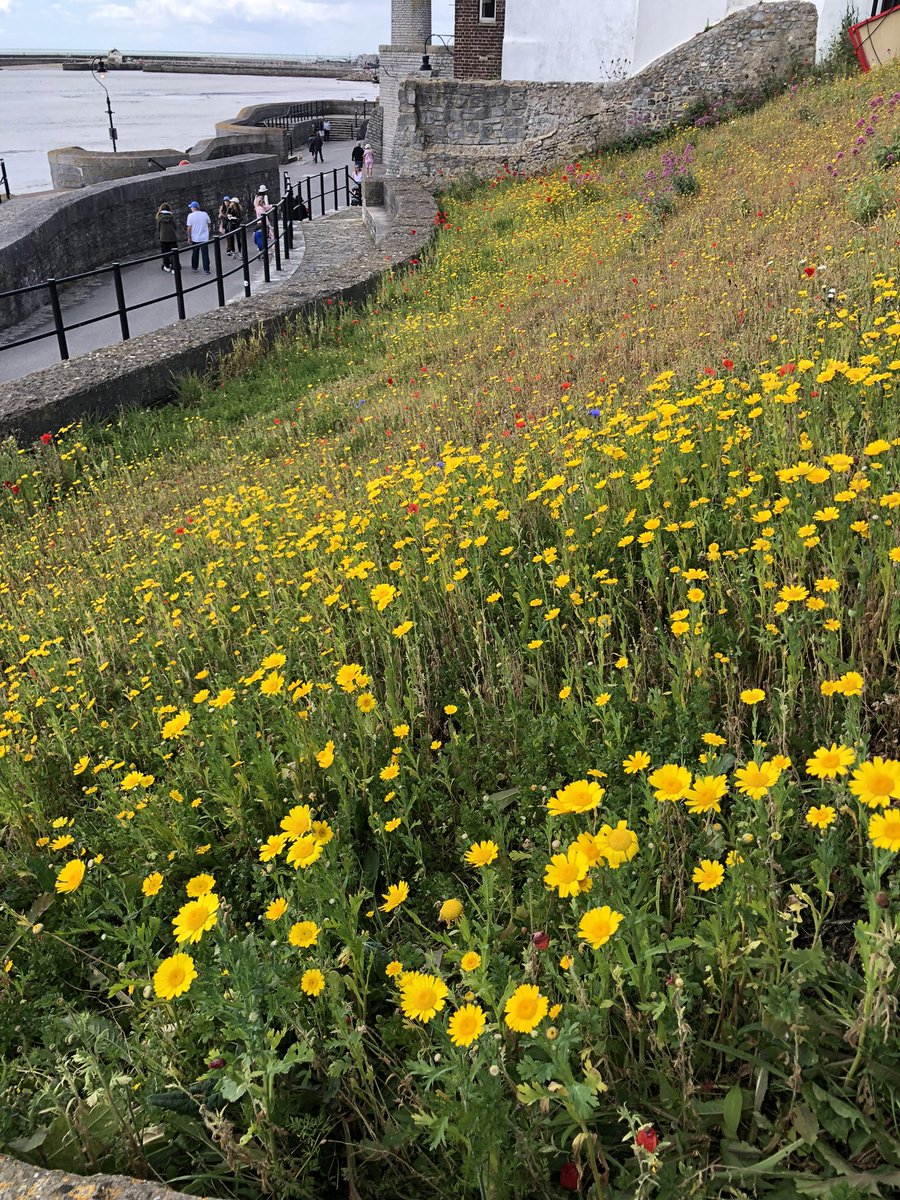 Len52790614's tweet photo. Recent and log awaited rain has given the #seaside #flower beds a bit of relief. #Dorest #FlowersOfTwitter https://t.co/5NHDEIKbV6