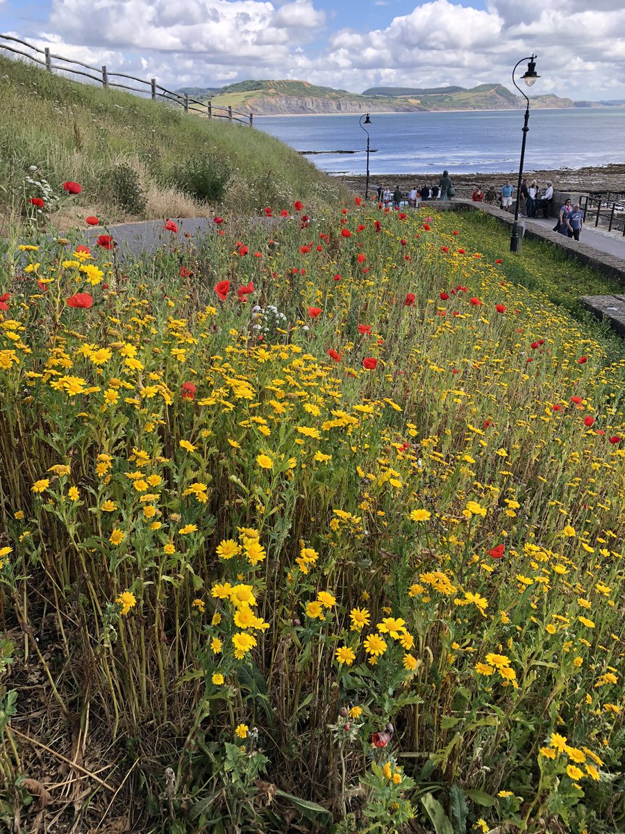 Len52790614's tweet photo. Recent and log awaited rain has given the #seaside #flower beds a bit of relief. #Dorest #FlowersOfTwitter https://t.co/5NHDEIKbV6