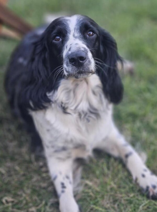!!!! URGENT HELP NEEDED !!!!
Nova the springer spaniel age 3 years was stolen yesterday (5/7/24) at around 8am. CV12 area Loughborough UK. Her owners are going crazy worrying PLEASE RETWEET FAR AND WIDE TO HELP GET NOVA HOME 🙏