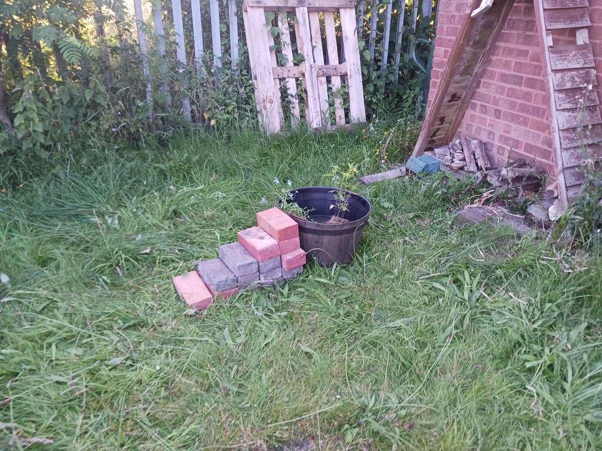 froglifers's tweet image. Check out this cool #MiniPond made by the Brownhills Cubs in #Walsall! 

They did a very diligent job making ramps and steps so that animals can safely access the pond.

Check out our #JustAddWater guide if you’d like advice on making your own mini pond: ow.ly/XjzO50Spg55