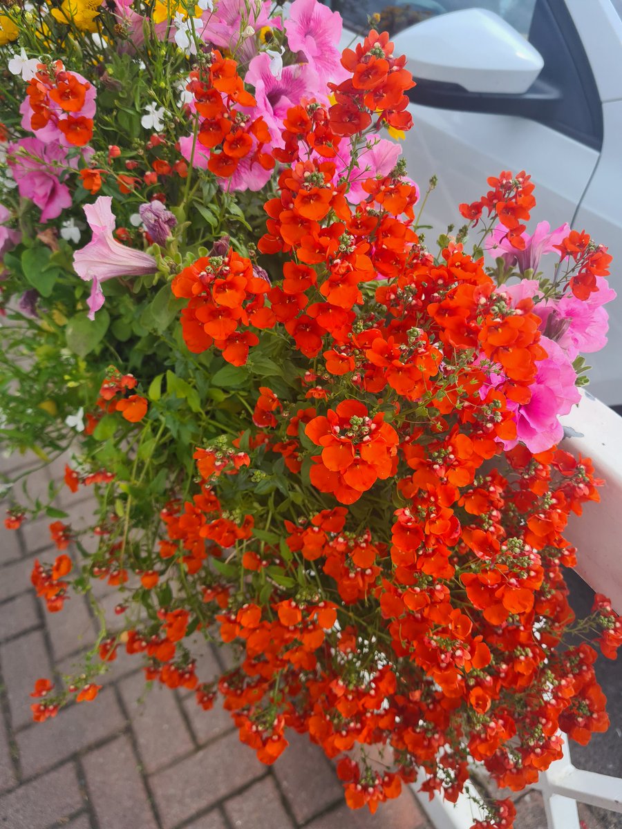 Sending Saturday floral love.
Stay Safe.
#digograntravels