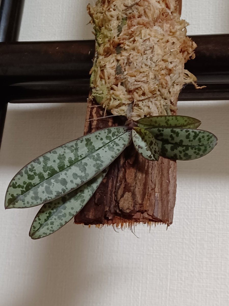 8kbIt's tweet photo. むしあっつ～～～い😵

暑いの、大の苦手な私とは対照的に

シレリアナは、とにかく元気🌱

ますます元気モリモリ🌱🌱🌱

日々、葉が大きくなることが目にみえてわかるって、幸せ😆⤴️

フィリピン…きっとむし暑いんだろうなぁ😵‍💫💦💦 https://t.co/Dh7HUYCXO1