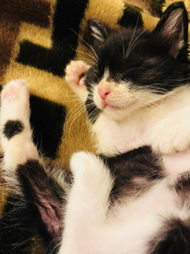 チェーン店スーパーの駐車場で保護したばかりの頃
2018.10月