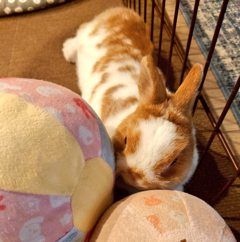 PalUsagi's tweet photo. ご無沙汰しております。
#鼻涙管洗浄 は穴(⁉)が小さくて通せず、でした。
今は涙を拭き取る日々ですが、
うさぎ自体は元気です！ https://t.co/4j0UaWcT7V