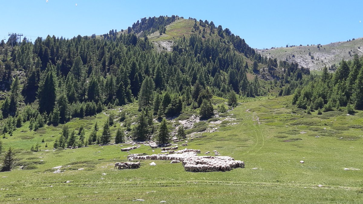 CharlotteDockes's tweet image. Voyage de découvertes et échanges
👉 Équipes approches sociales, travail, références,  méthodes et outils de conseil, communication, formation
👉 élevage pastoral, prédation, production fermière 
👉 Carmejane
@InstitutElevage @INRAE_France @CerpamPaca @ChambagriFrance 
#INOSYS