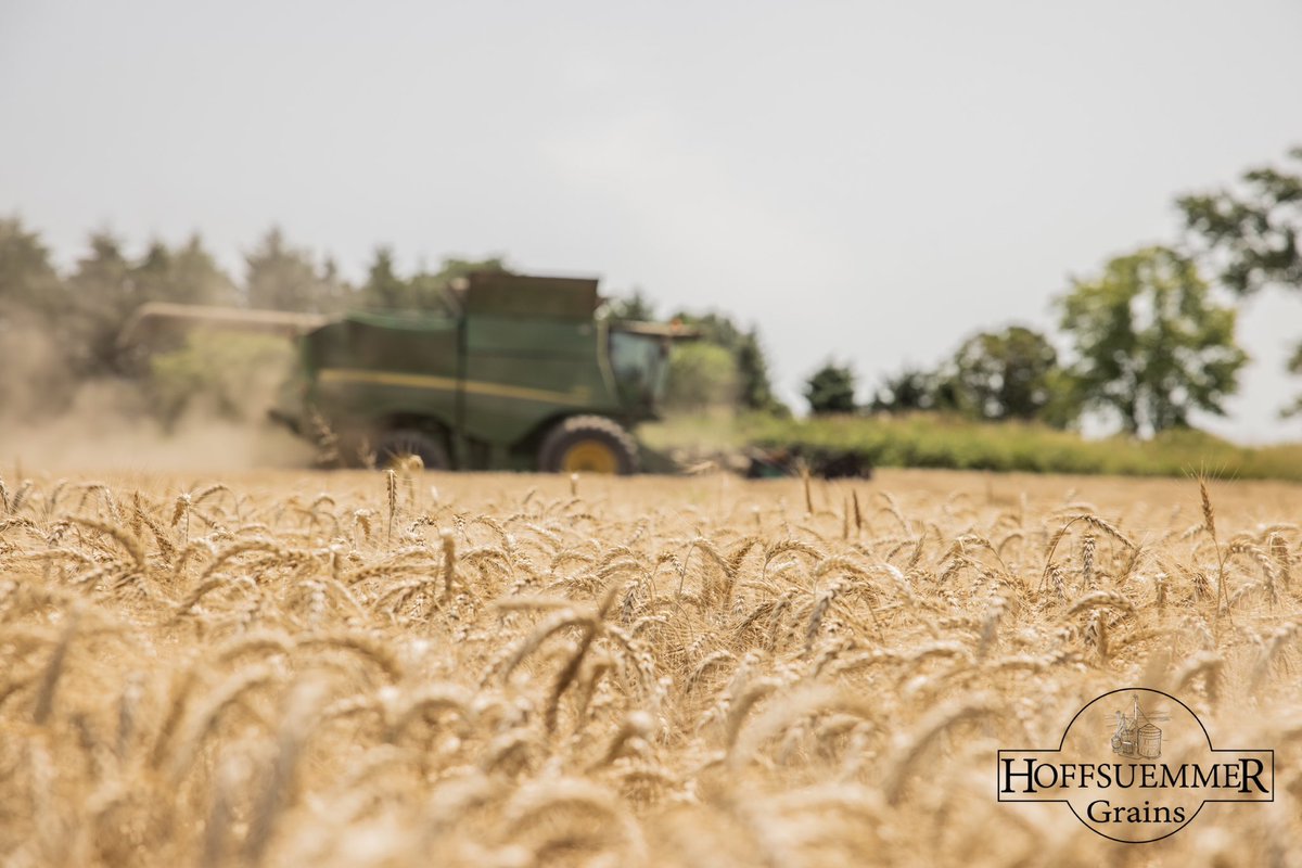𝗪𝗲 𝗮𝗿𝗲 𝗼𝗽𝗲𝗻!!

We’re here at the elevator and ready to receive wheat! 🌾

Give us a call: (519) 870-2875

#ontag #cdnag #harvest24 #wheat24