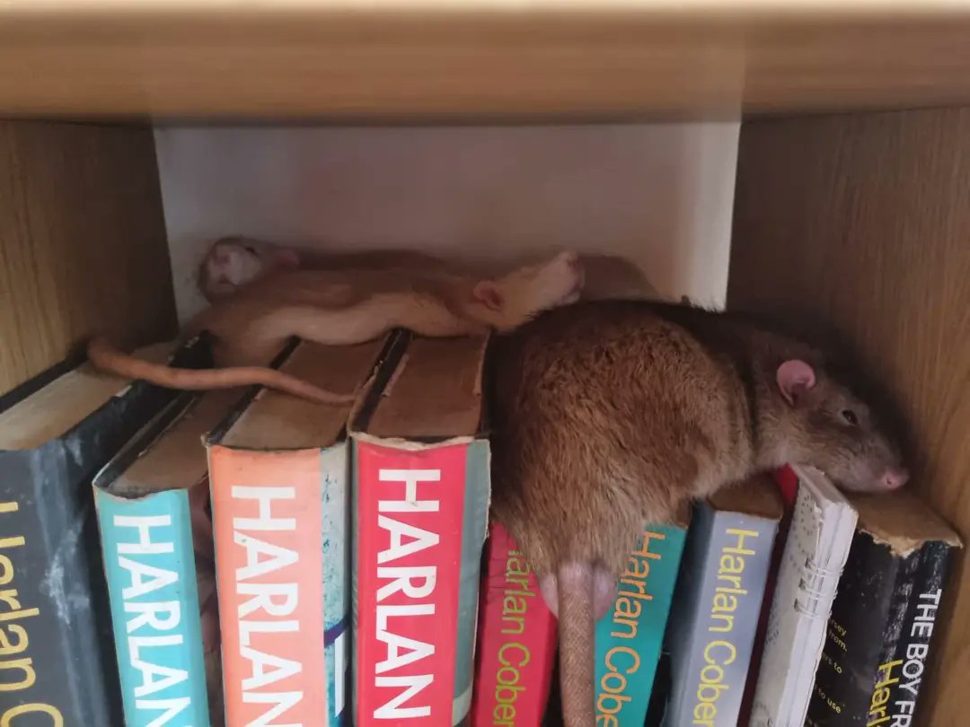 rats are liquid part 3518 (nicked from FB)