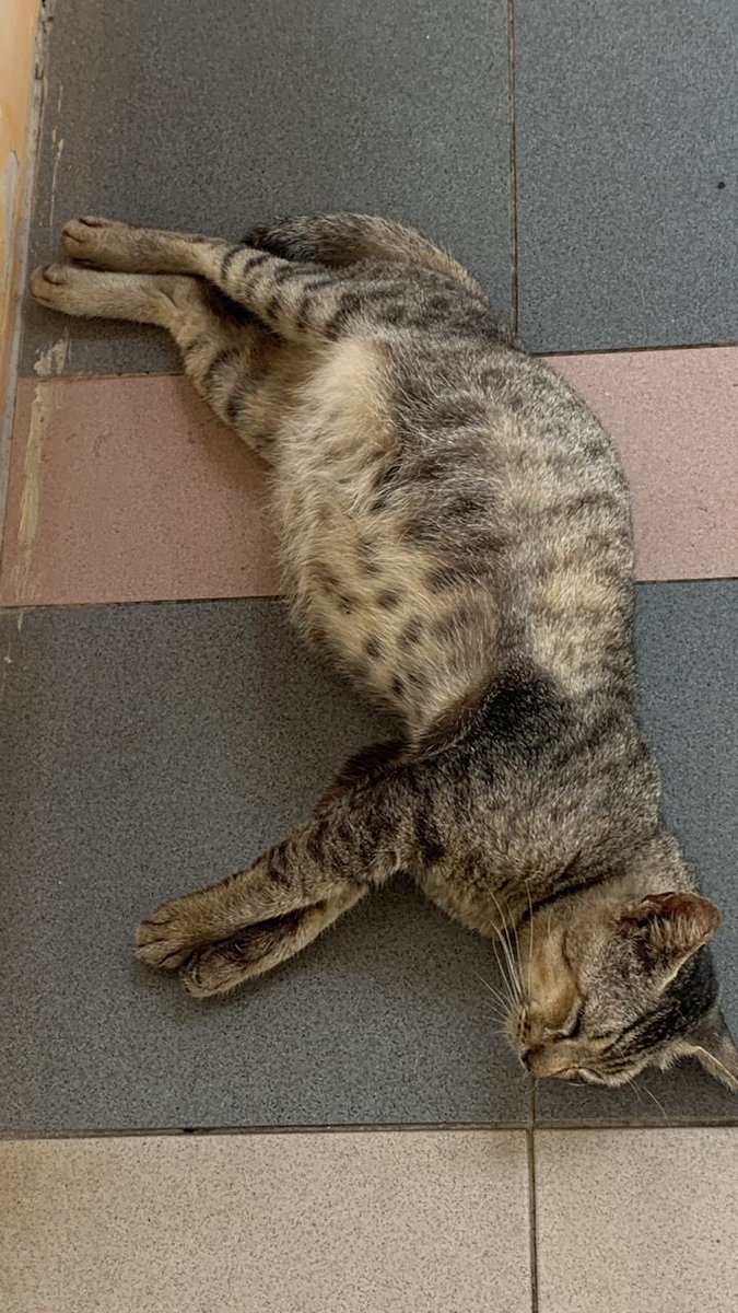 cats_rehome's tweet photo. Cantik..stray bunting di Unisza.. Kena lggr patah rahang.. Dlm ms yg sama juga Bobby wet fip.. Kakak² diorg kt sana tgh kumpul fund utk kos rwtn mereka tp msh xcukup.. Ada yg sudi bntu mereka?? https://t.co/Fu142I3iMG