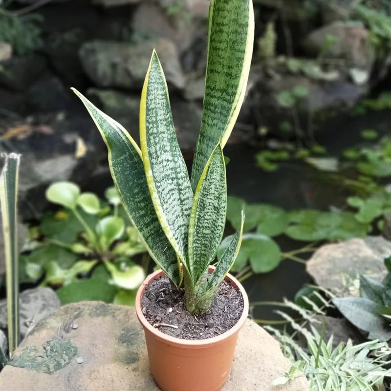 HerbalistChief's tweet photo. One of the best air purifiers to have at home is the Snake plant. 

It purifies the air by absorbing toxins through the leaves and producing pure oxygen. It also prevents allergic reactions such as Asthma. 

The sap from the plant is used to treat wound and eczema. https://t.co/vKfN5EJdFl
