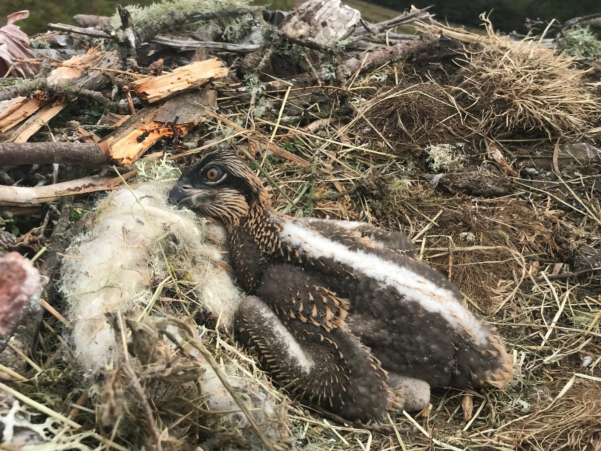 With licensed specialist Lewis Pate, meeting the first Osprey chick of 21st century Bamff.