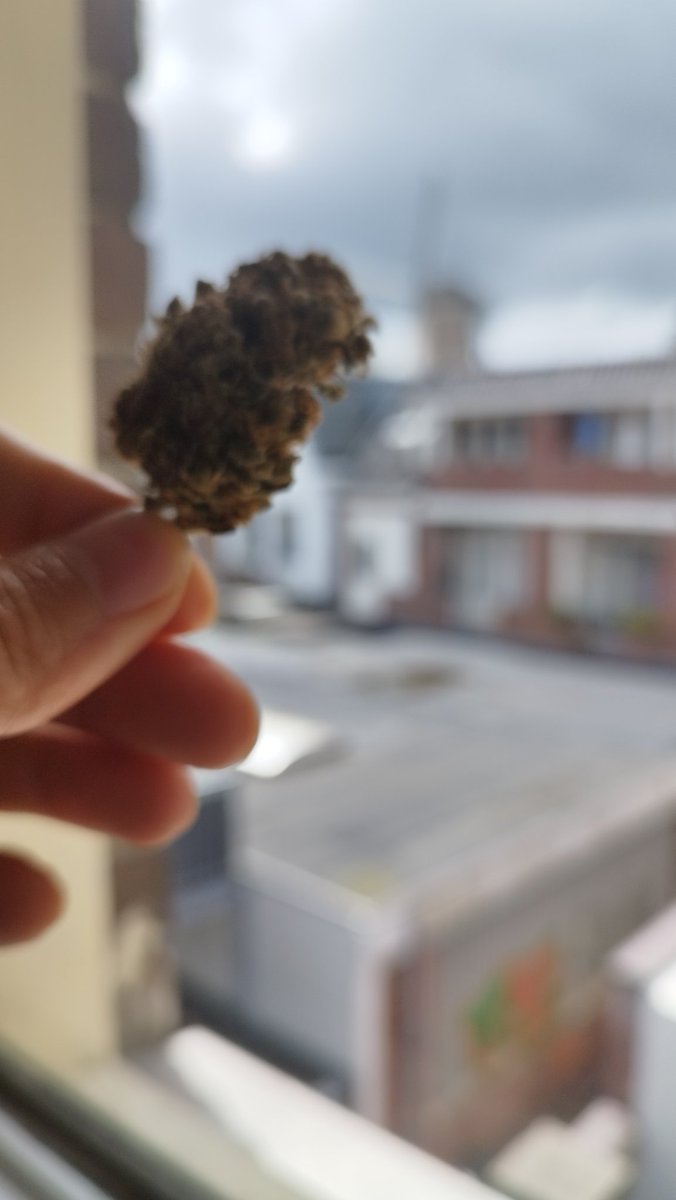 Vivir entre el molino y una tienda de mota es de lo más neerlandés jaja