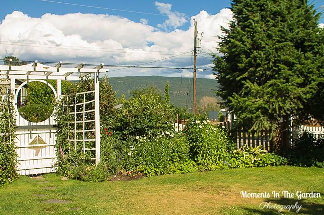 MomentsintheG's tweet photo. Summer Days, Summer Garden. There is always a lull in certain parts of the garden awaiting the next summer blooms. #julygarden #summergarden #cottagegardenstyle #momentsinthegardenphotography https://t.co/65FBK5CffV