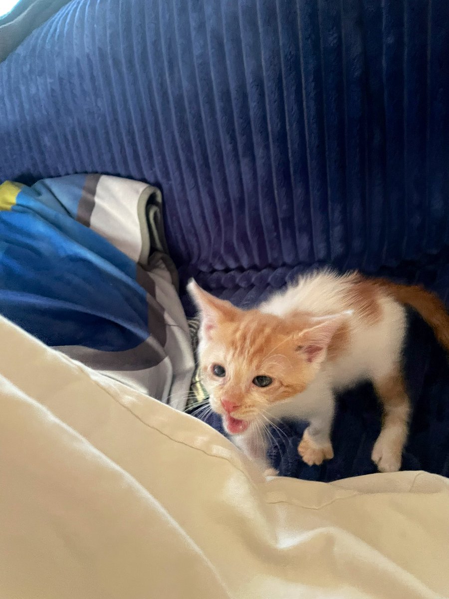 Friends of Bear Cat Rescue tweet media