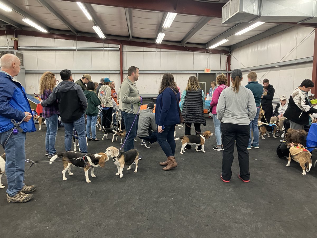BONESbeagles's tweet photo. Alert #beagle frens! The 2024 Beagle Bash will be flying in soon! Have Super Beagle fun on Oct 5th, 10am-3pm at Collinswood K-9 in Auburn, MA. Meet adoptable beagles, play games and have your photo taken! #BeagleBash #RescueDogs #beaglesoftwitter https://t.co/dSBiq5fAL8